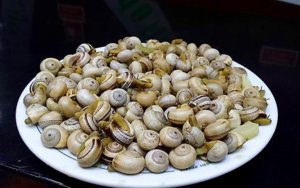 caracois.jpeg