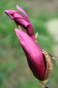 IMG_4490.JPG