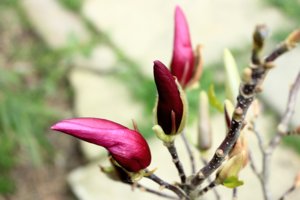 IMG_4494.JPG