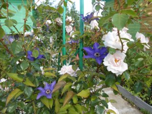 DSCN0506.jpg