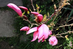 IMG_4553.JPG