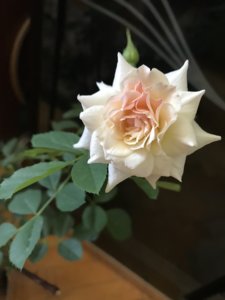 12D9669F-C240-4194-AB0D-8778AACB8DE8.jpeg