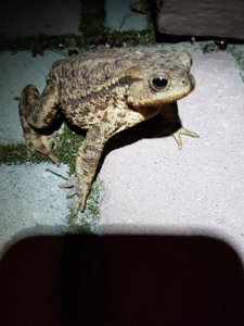 20180416_214514.jpg