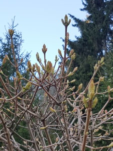 20180420_191936.jpg