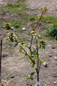 IMG_4989.JPG