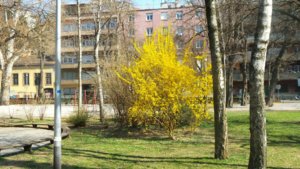 форзиция загреб2.jpg