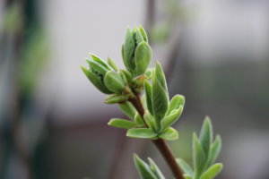 IMG_4737.JPG