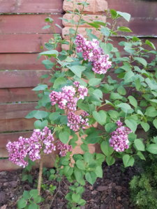 20180510_204424.jpg