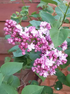20180510_204438.jpg