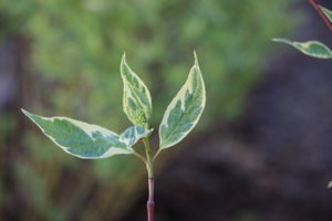 IMG_5127.JPG