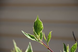 IMG_5125.JPG