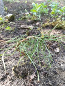IMG_20180513_104153.jpg