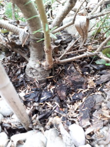20180514_161559.jpg