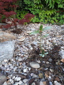 20180517_184741.jpg
