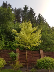 20180518_204658.jpg