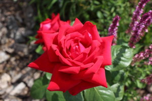 IMG_2748.JPG