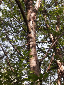 20180522_090407.jpg