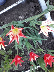 20180522_100404.jpg