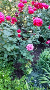 IMG_20180526_061915_HDR.jpg