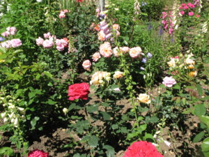 IMG_7979.JPG