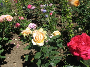 IMG_8024.JPG