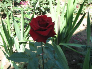 IMG_5473.JPG