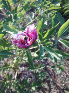 20180530_181134.jpg