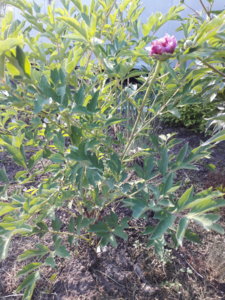 20180530_181055.jpg