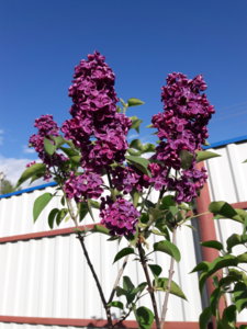 20180530_181005.jpg