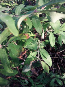 20180601_203751.jpg