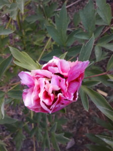 20180601_215344.jpg