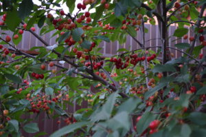 DSC_0445.JPG
