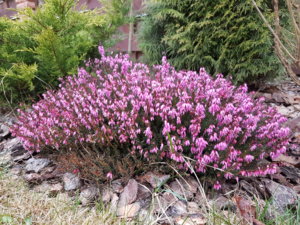 20170409_075430.jpg