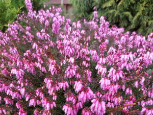 20170409_075513.jpg