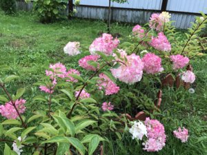 5D3C84FB-23B2-43CE-A65D-BD835B8619D9.jpeg