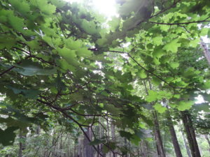 DSC01851.jpg
