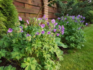 20170623_205228.jpg