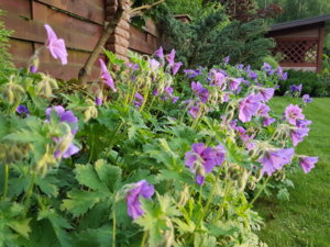 20170623_205246.jpg