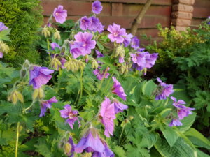 20170623_205315.jpg