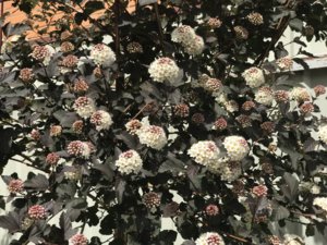 D999BC1E-7D3B-479A-86FF-54CA78C24F28.jpeg