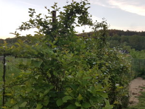 20180526_210659.jpg