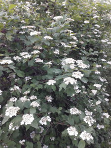 20180609_075917.jpg