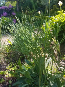 20180527_150732.jpg