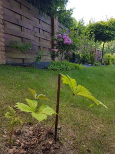 20180531_155313.jpg
