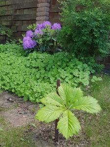 20180531_155246.jpg