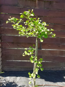 20180603_121503.jpg
