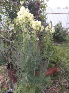 20180616_195502.jpg