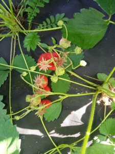 IMG_20180617_161347.jpg