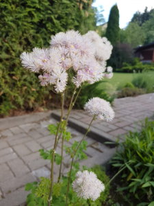 20180607_192703.jpg