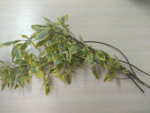 IMG_20180619_154239.jpg